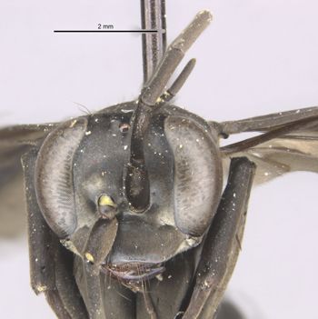 Media type: image;   Entomology 26232 Aspect: head frontal view